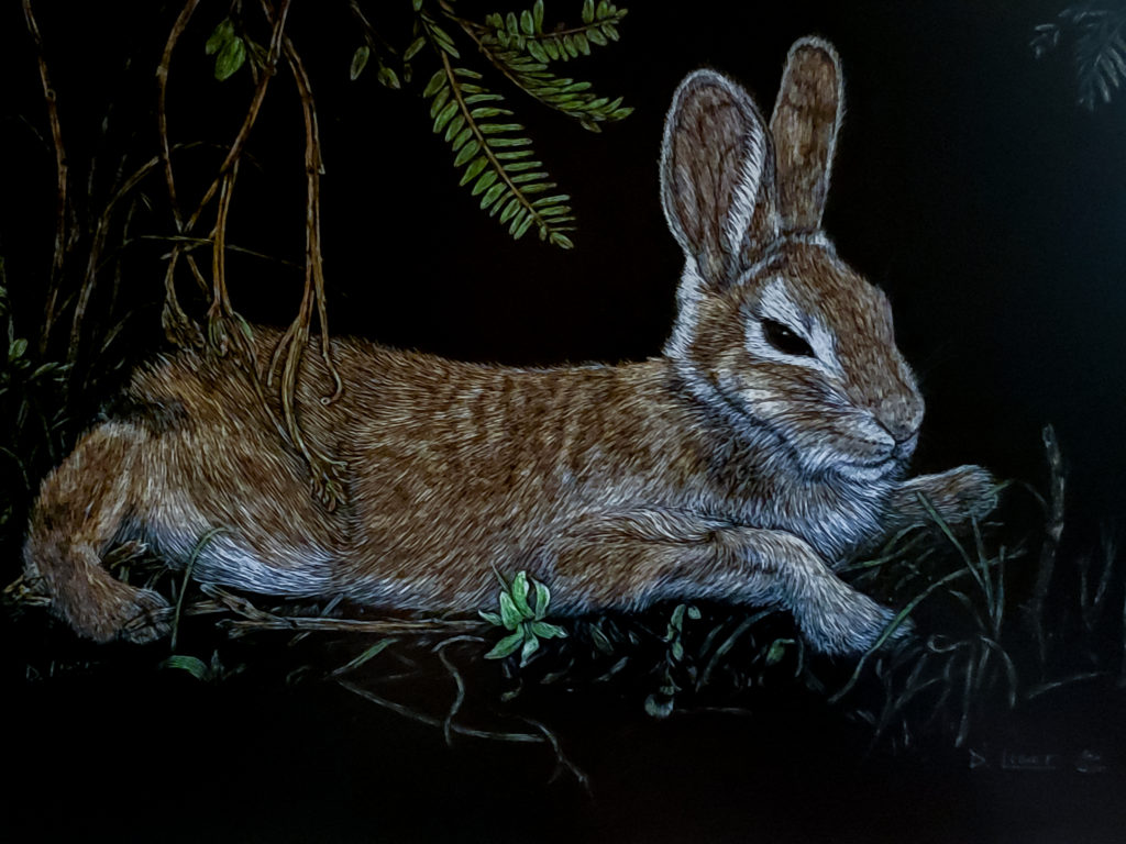 Photo of scratchboard art titled "Afternoon Siesta" by Deborah Liszt depicting a rabbit lying down in vegetation
