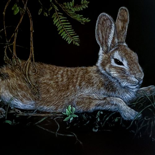Photo of scratchboard art titled "Afternoon Siesta" by Deborah Liszt depicting a rabbit lying down in vegetation